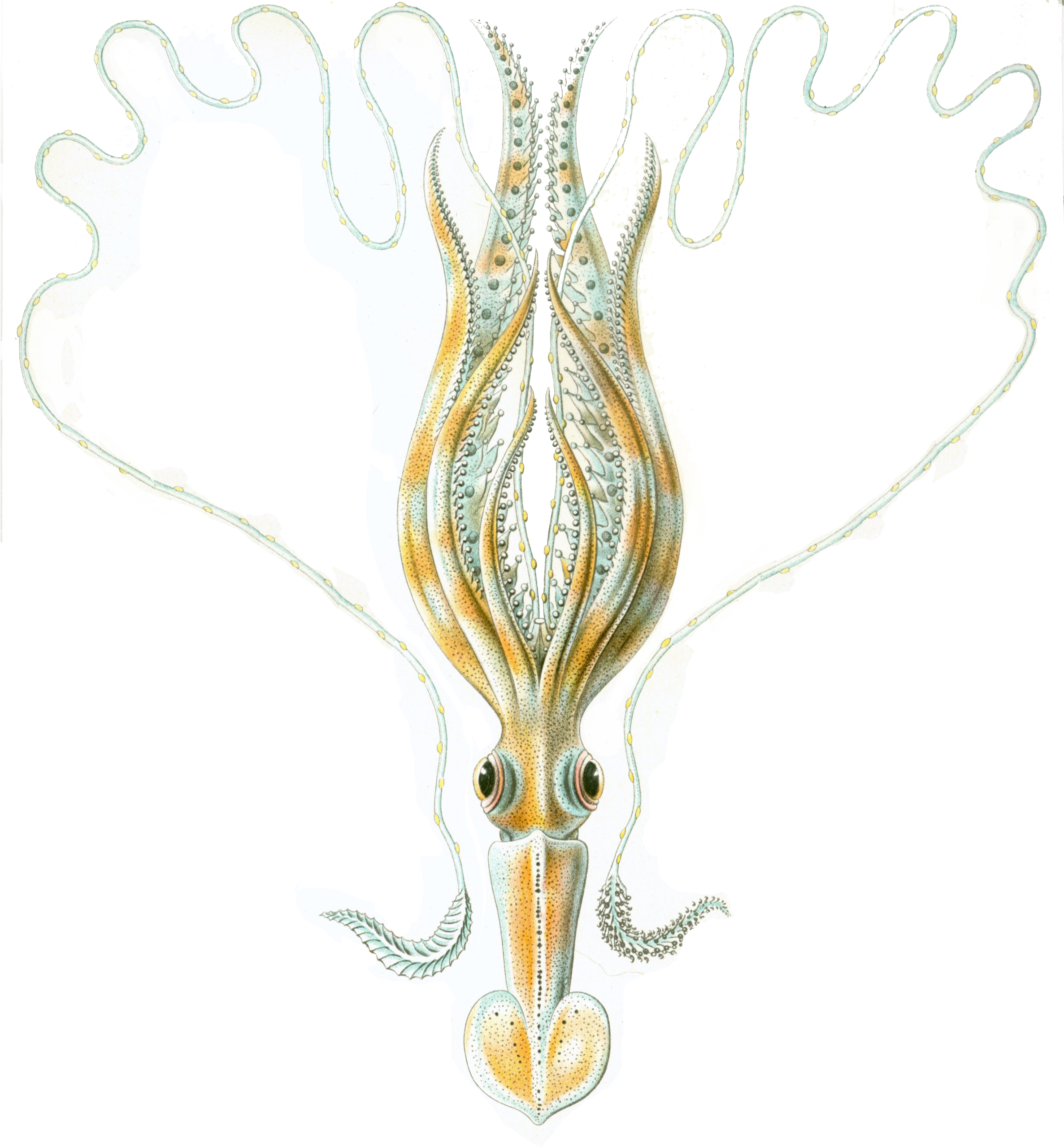 Chiroteuthis veranyi, a deep-sea squid, illustrated by Ernst Haeckel in 1904