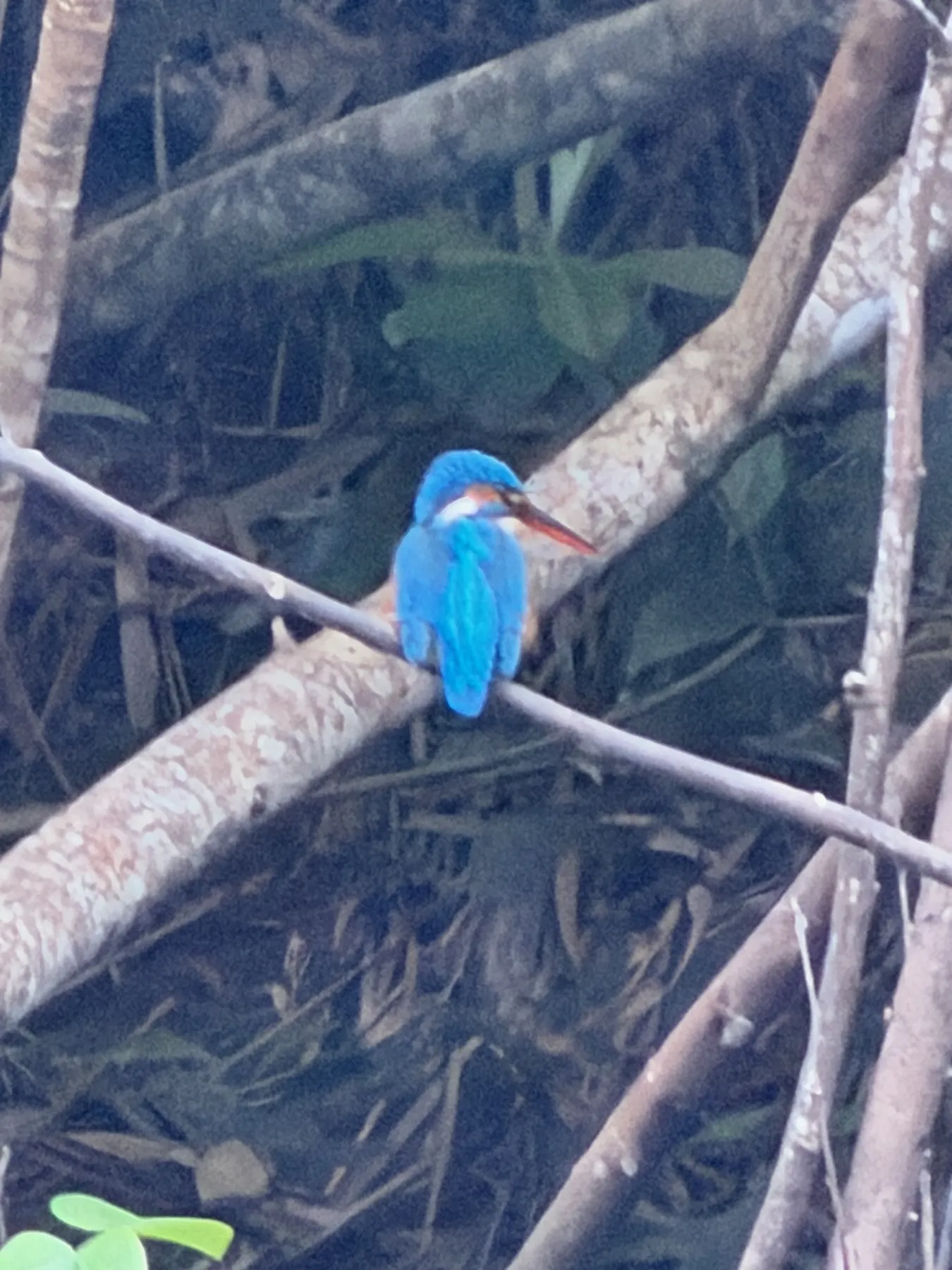 A common kingfisher, electric blue, perched on a branch near Galle