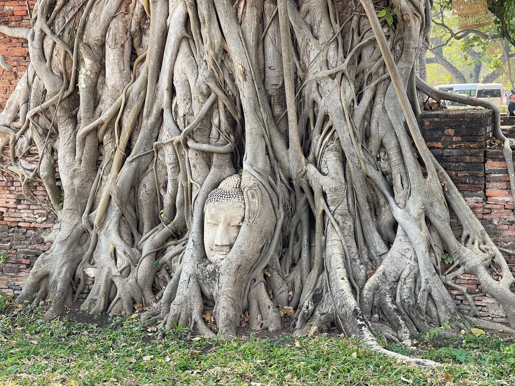 The sandstone Buddha head entwined in banyan tree roots at Wat Mahathat, Ayutthaya