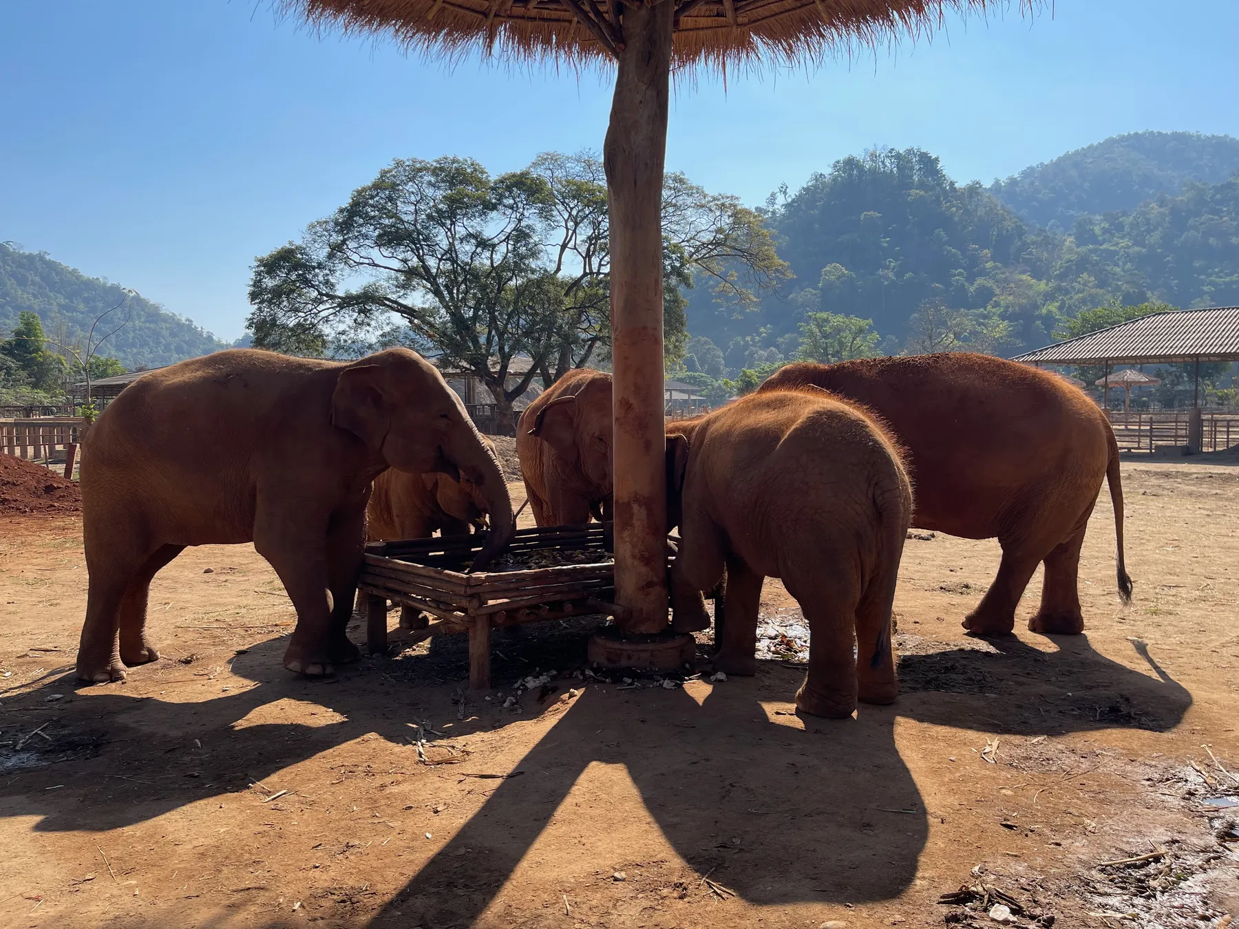 Elephants sharing a snack at a sanctuary in the hills north of Chiang Mai