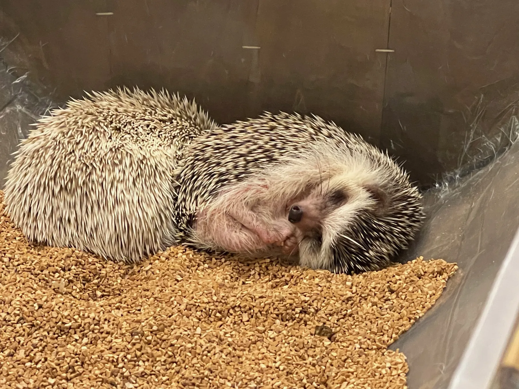 Two hedgehogs curled up together at a Tokyo hedgehog cafe